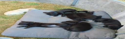 Labrador Retriever dogs for sale: Farm reared Labrador puppies in Sheerness - Advert 16