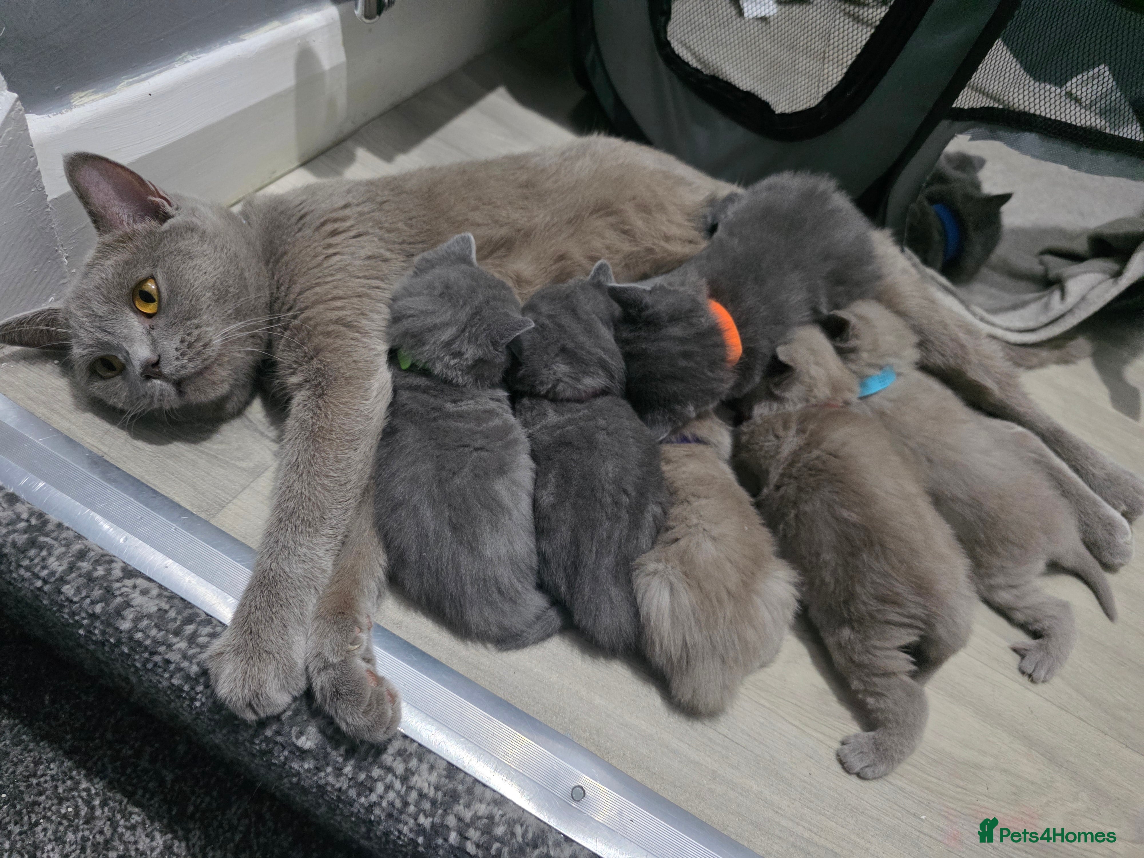 British Shorthair cats Stunning BSH Kittens  - Advert 1