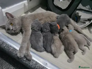 British Shorthair cats Stunning BSH Kittens - Advert 1