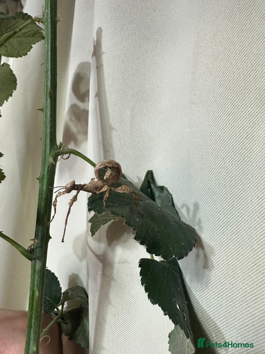 Stick Insects invertebrates for sale: Stick insects. Macleays spectre and red winged - Image 6