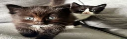 Ragdoll cats for sale: Ragdoll x Domestic Tortoiseshell Shorthair Kittens - Advert 5