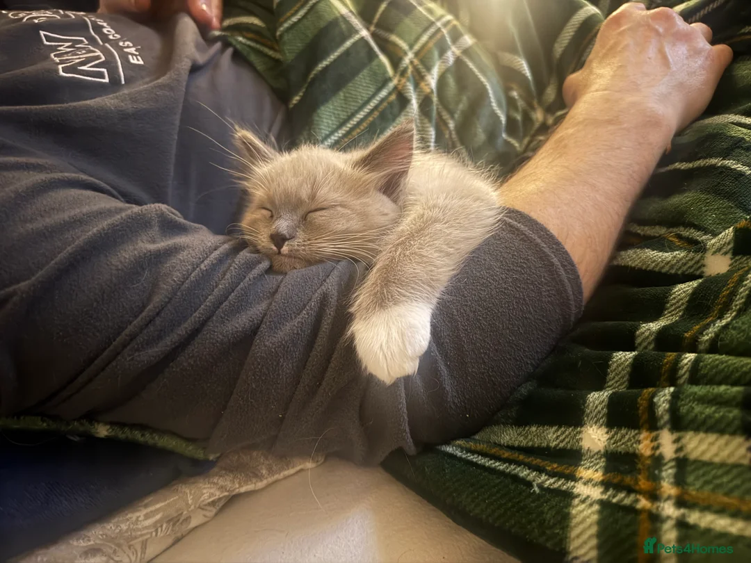 Ragdoll cats for sale: Fully vaccinated, vet checked V cuddly Ragdoll boy - Advert 21