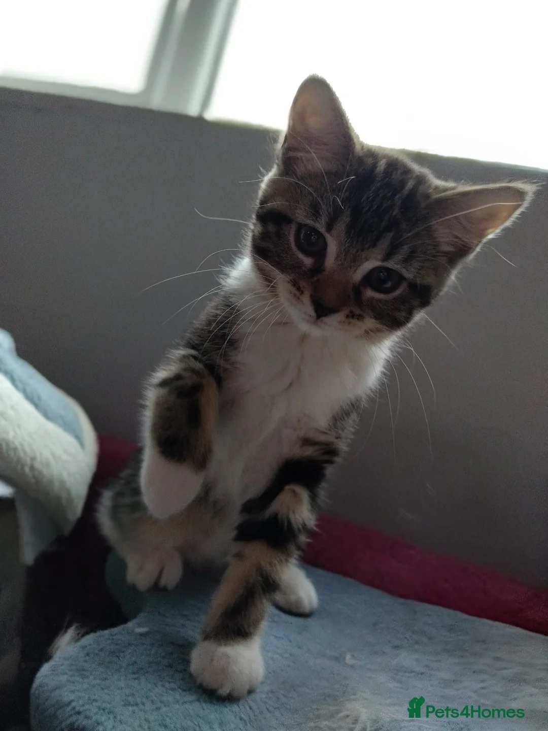 Ragdoll cats for sale: Tabby ragdoll x - Advert 7