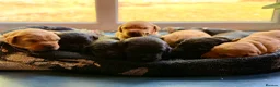 Labrador Retriever dogs for sale: Labrador Retriever, Red Fox, Black KC Registered - Advert 8