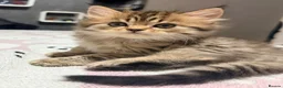 Mixed Breed cats for sale: Beautiful litter of long hair fluffy kitten  - Advert 9