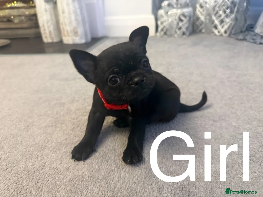 Mixed Breed dogs for sale: Chug/frug puppies for sale - Advert 3