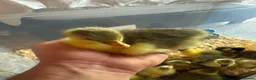 Geese poultry for sale: Hybrid Mixed Embden African Goslings Goose Chicks - Advert 4