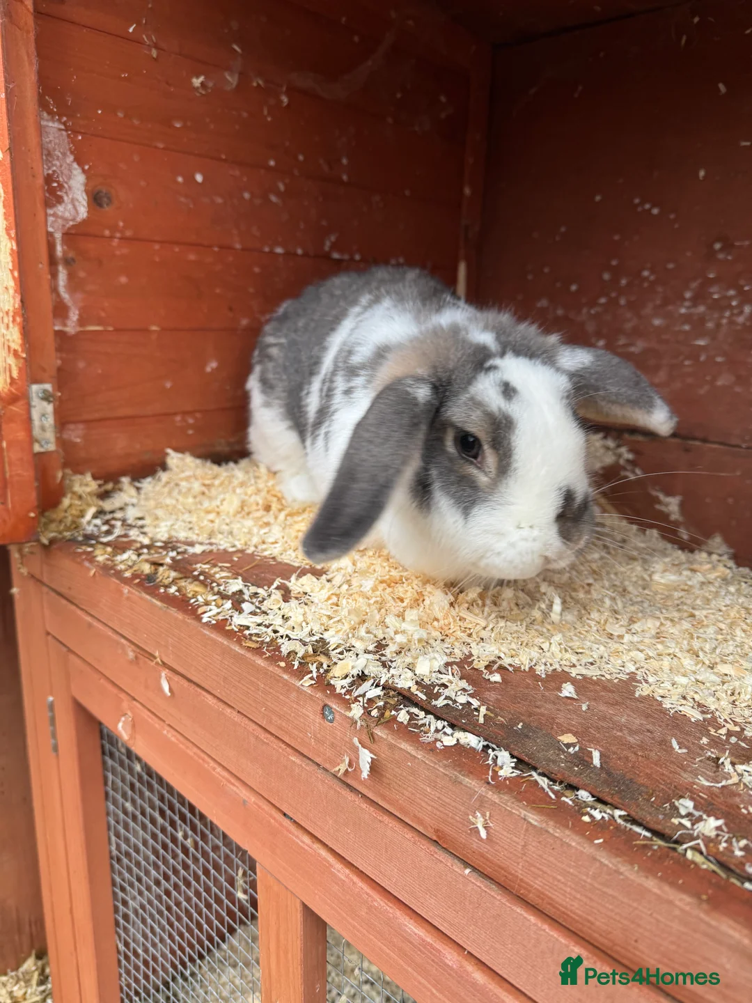 English rabbits for sale: Rabbits for rehoming  - Advert 2