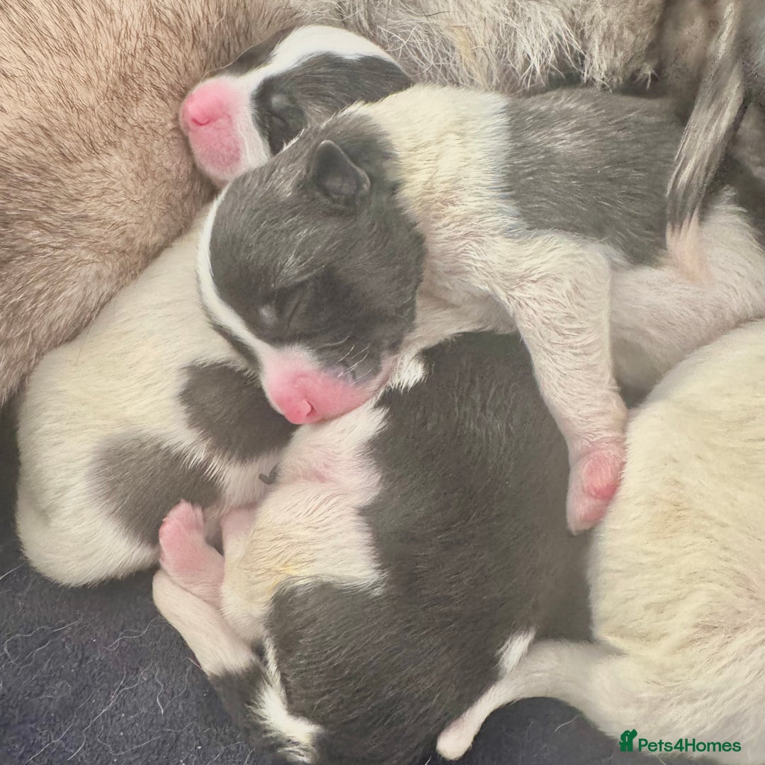 Akita dogs for sale: Quality Family Raised American Akita Puppies - Image 19