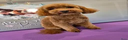 Cavapoo dogs for sale: F1 toy cavapoos  - Advert 3