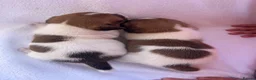 Jack Russell dogs for sale: Jack Russell puppy’s - Advert 6