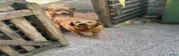 Labrador Retriever dogs for sale: Female Labrador Retriever for Sale 6 years old  - Advert 4