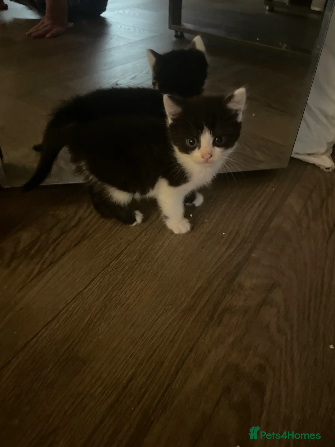 Mixed Breed cats for sale: Mixed bengal kittens  - Advert 2