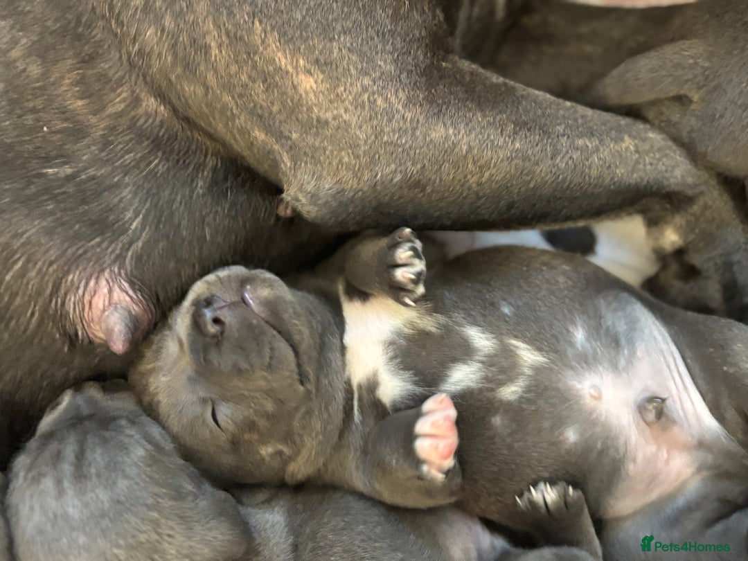 Staffordshire Bull Terrier dogs for sale: KC Registered Blue Staffordshire bull terrier - Image 18