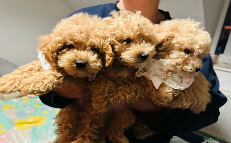 Maltipoo dogs - Advert 9