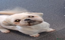 Shih Tzu dogs for sale: Rehoming my Shih tzu girl peaches  - Image 3