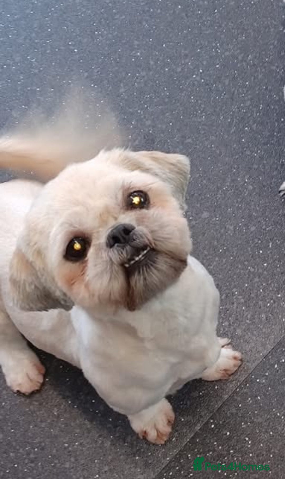 Shih Tzu dogs for sale: Rehoming my Shih tzu girl peaches  - Image 3