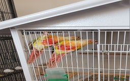 Conures birds for sale: Pair of Conures, plus cage  - Image 1