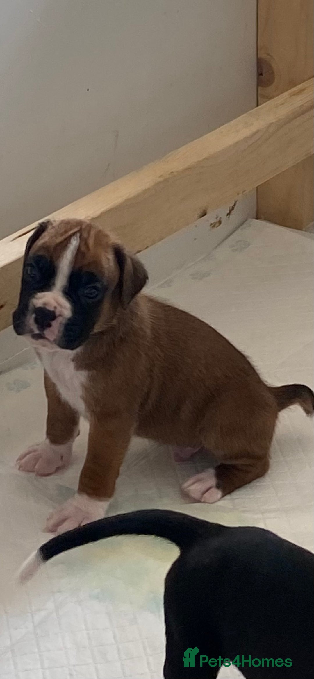Boxer dogs for sale: Kc Boxer puppy’s bobtail and long licensed breeder - Image 16