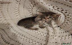 British Shorthair cats for sale: beautiful kittens available to pick up - Image 8