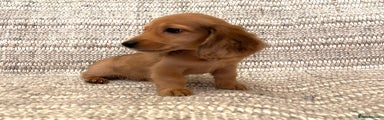 Miniature Dachshund Puppy 2