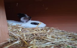 English Spot rabbits for sale: English spot buck - Image 2