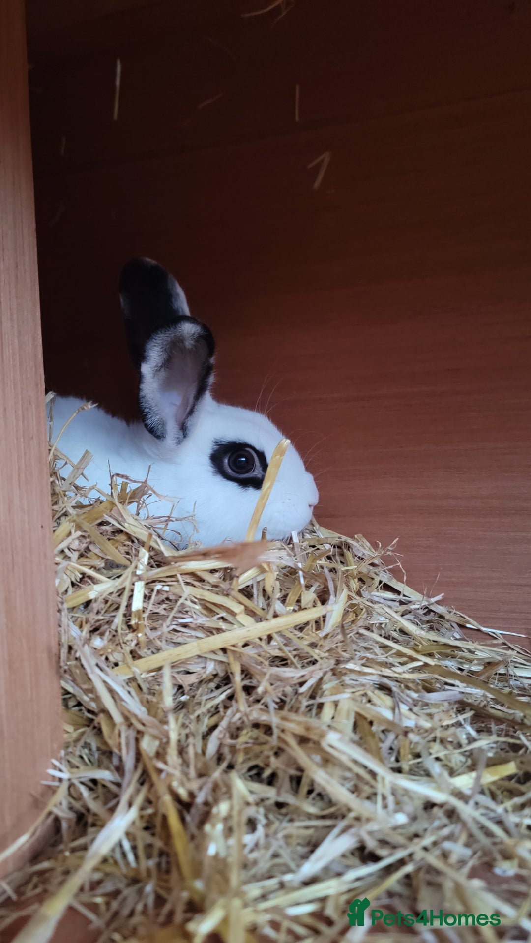 English Spot rabbits for sale: English spot buck - Image 2