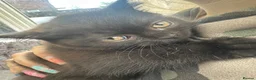 British Shorthair cats for sale: Top pedigree British shorthair kittens last boy !! - Advert 3