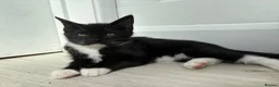 Ragdoll cats for sale: 2 Beautiful Black / White Ragdoll Cross Kittens in Bexhill-on-Sea - Advert 18