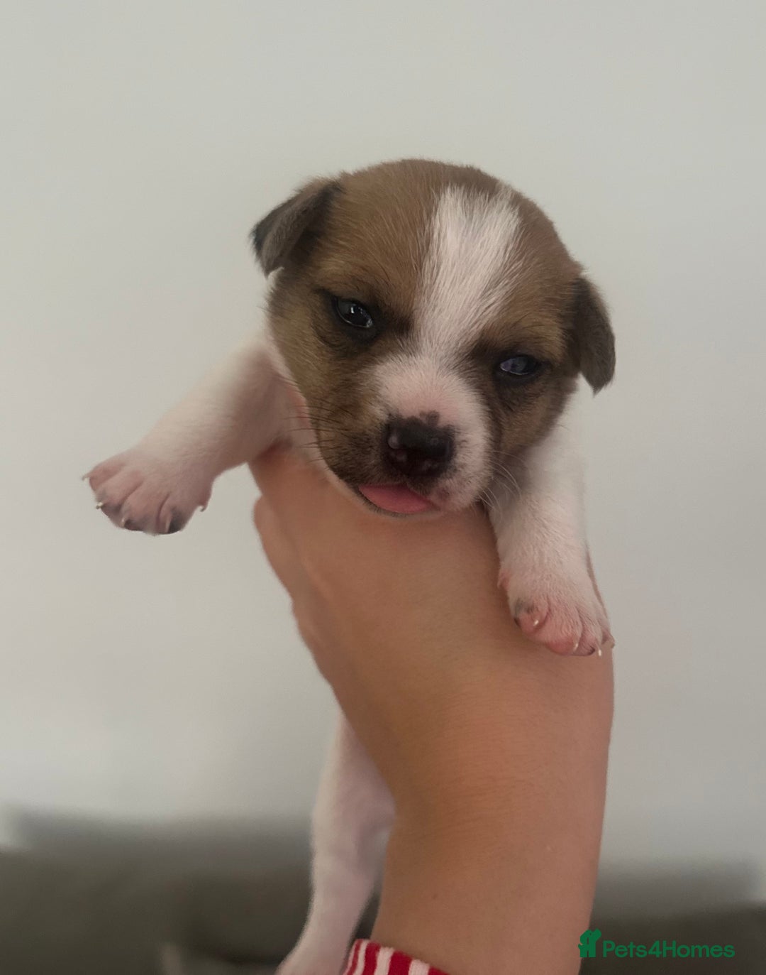 Jack Russell dogs for sale: 3 beautiful Jack russels left  - Advert 9