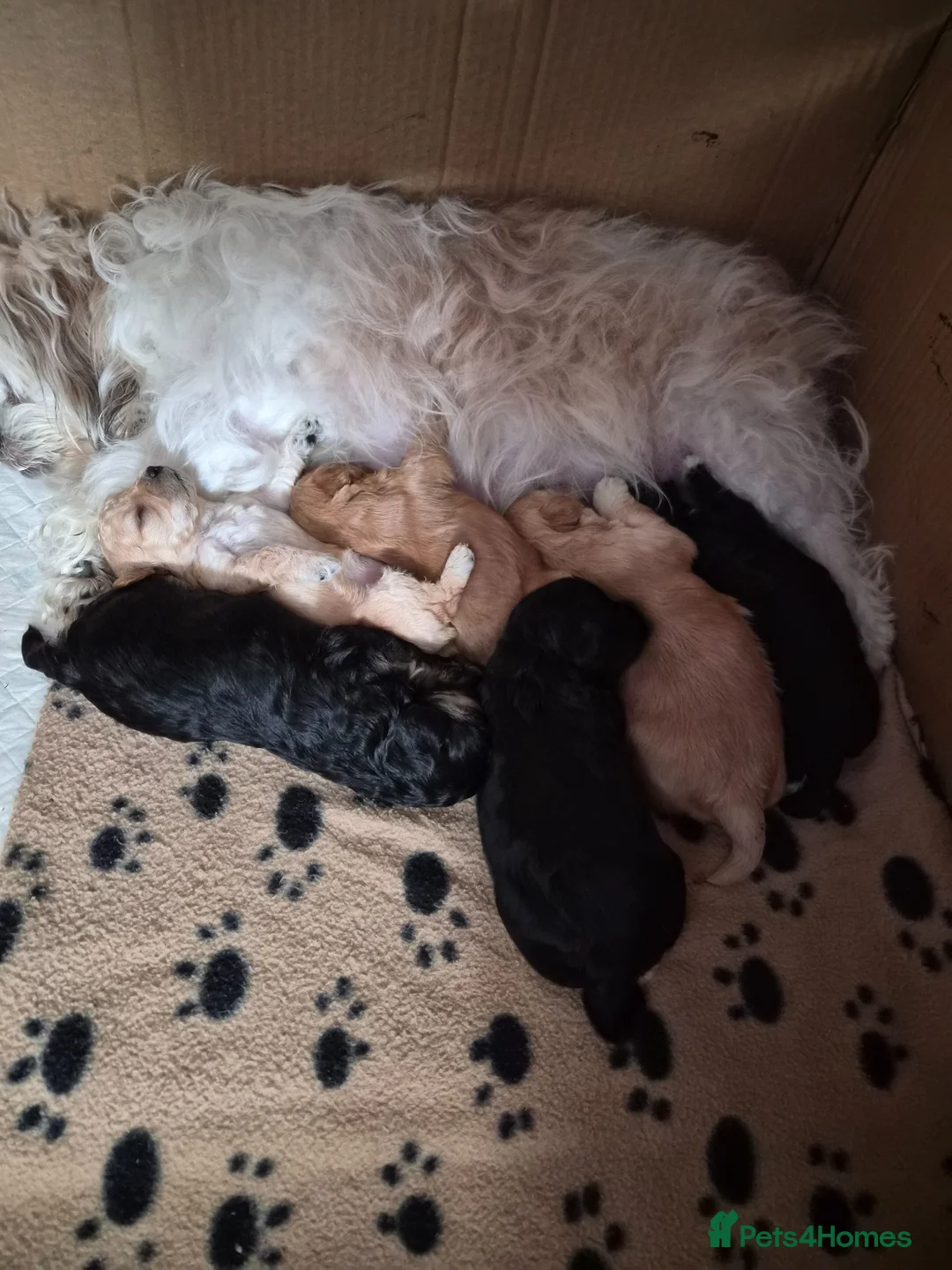 Mixed Breed dogs for sale: Gorgeous Litter of Shihpoo Furbabies  - Advert 2