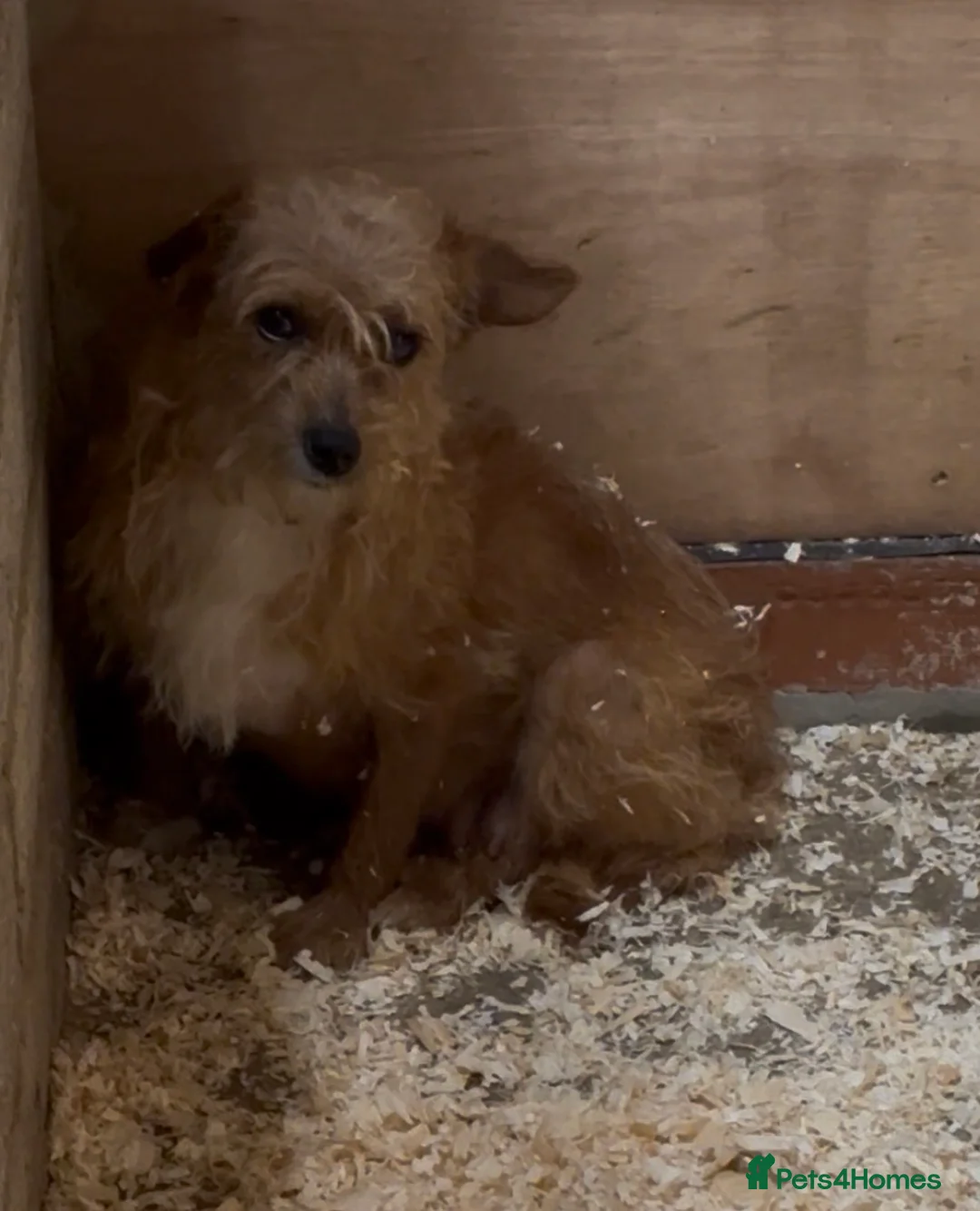 Jack Russell dogs for sale: Jack Russell puppies - Advert 1