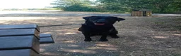 Labrador Retriever dogs for stud: Labrador available for stud in Cardiff - Advert 6
