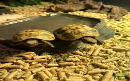 Tortoise reptiles for sale: 2x baby Herman tortoises  - Image 9