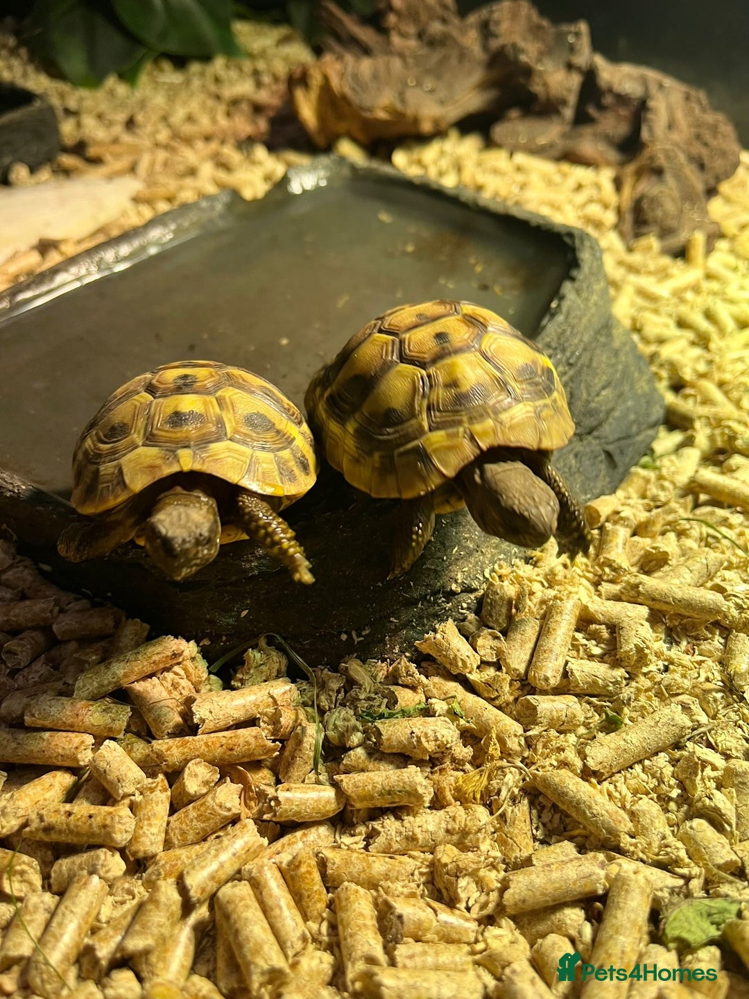 Tortoise reptiles for sale: 2x baby Herman tortoises  - Image 9