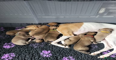 Whippet dogs - Advert 11