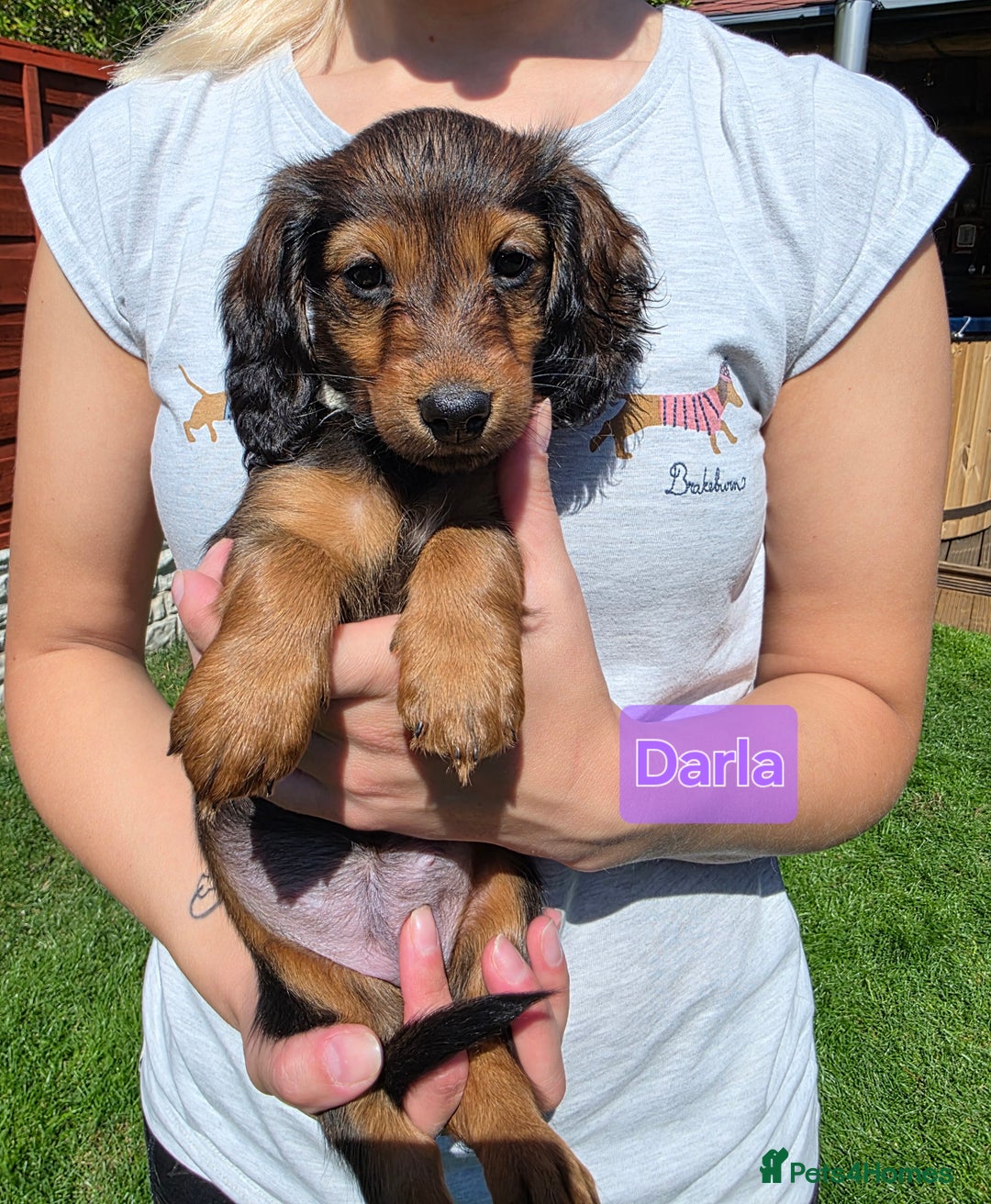 Dachshund dogs for sale: Red long-haired standard dachshund puppies - Image 18