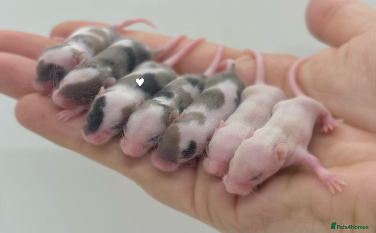 Mouse rodents - Advert 1
