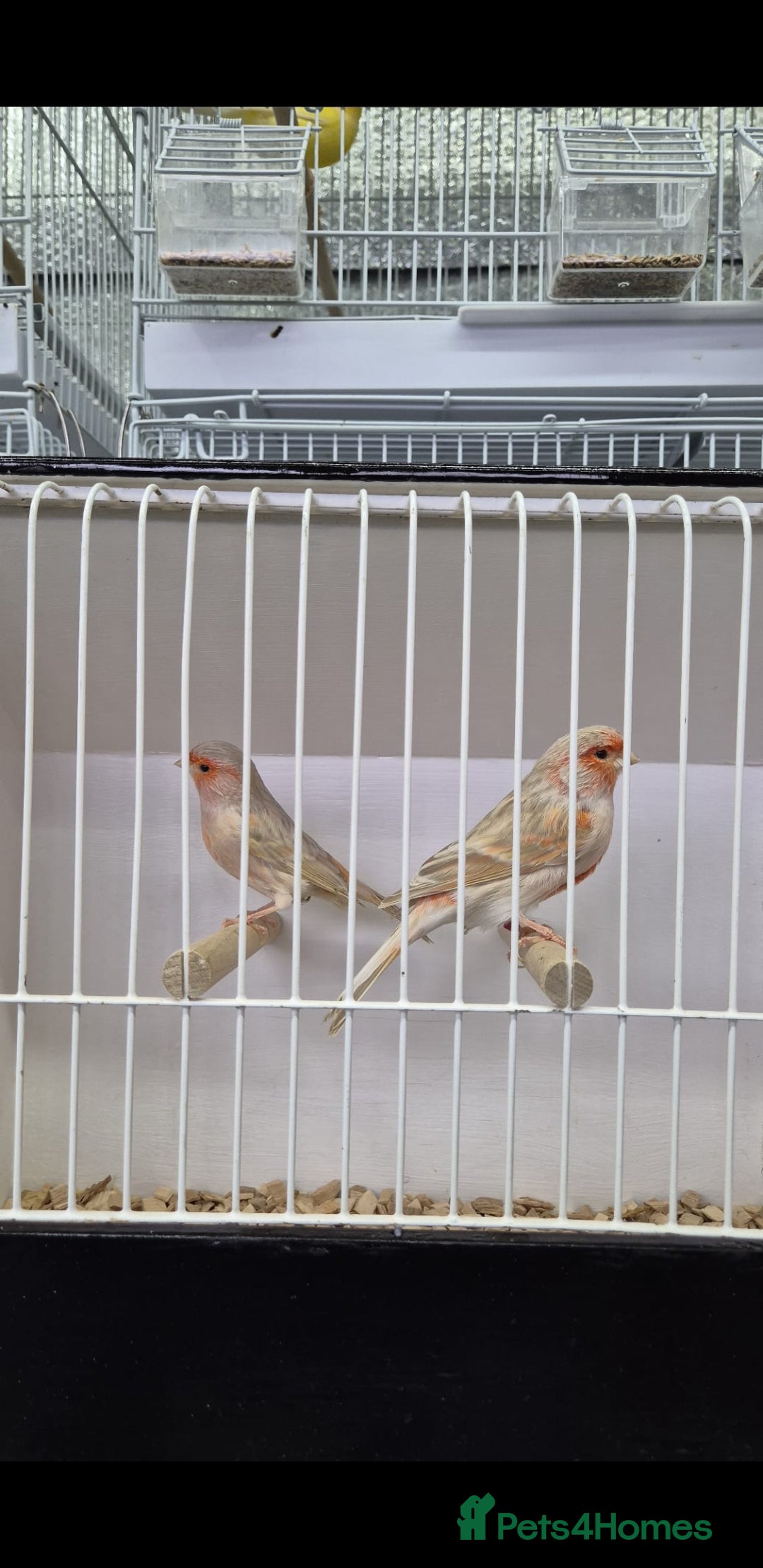 Canaries birds for sale: Canaries for sale - Advert 21