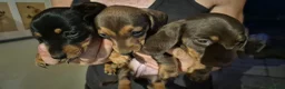 Miniature Dachshund dogs for sale: Miniature Dauchaunds - Advert 4
