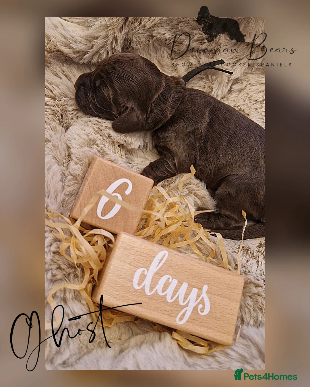 Cocker Spaniel dogs for sale: FULLY Health tested English Cocker Spaniel puppies - Advert 21