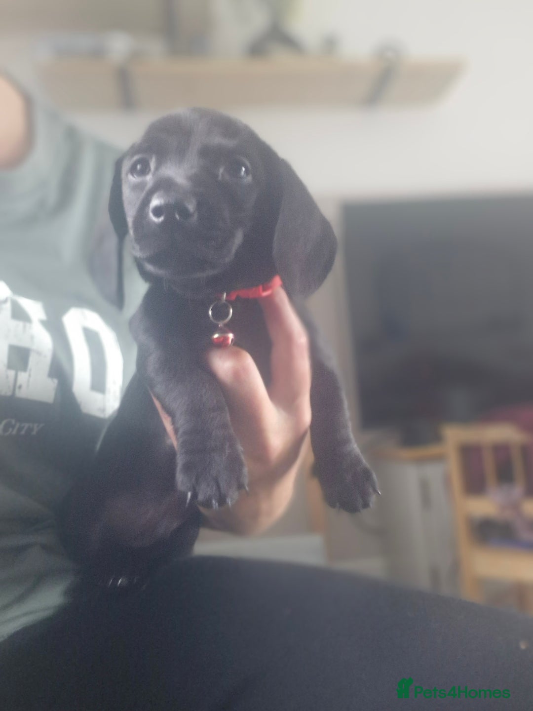 Miniature Dachshund dogs for sale: Miniature dachshund  - Image 26