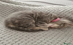 Ragdoll cats for sale: Ragdoll cross British kittens - Image 16