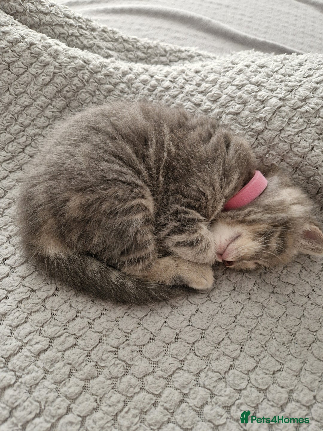Ragdoll cats for sale: Ragdoll cross British kittens - Image 16