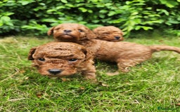 Toy Poodle dogs for sale: 🐩 KC Registered Toy Poodles 🐩 - Image 4