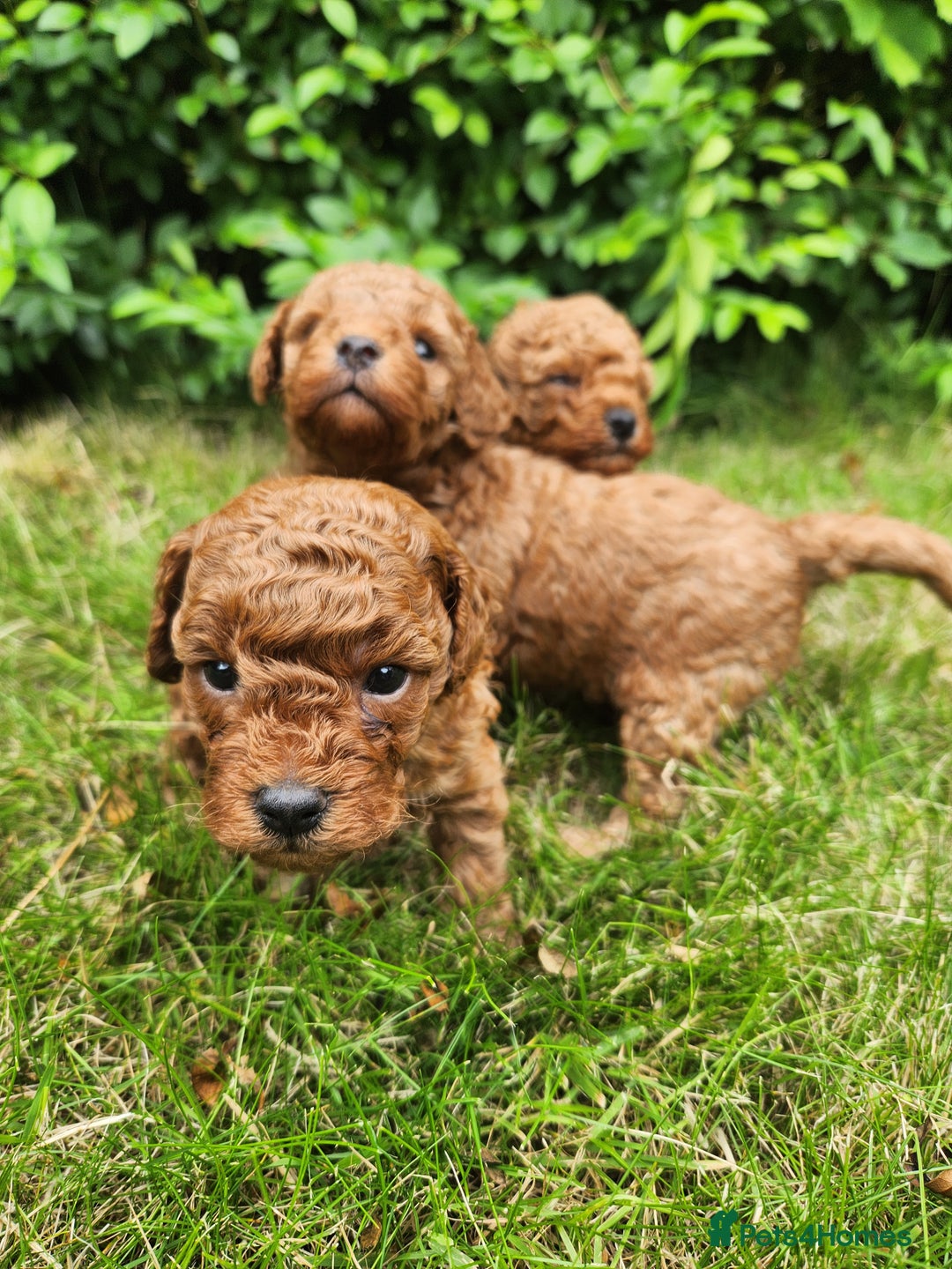 Toy Poodle dogs for sale: 🐩 KC Registered Toy Poodles 🐩 - Image 4