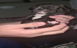 Staffordshire Bull Terrier dogs for sale: Beautiful Staffy puppies. - Image 14