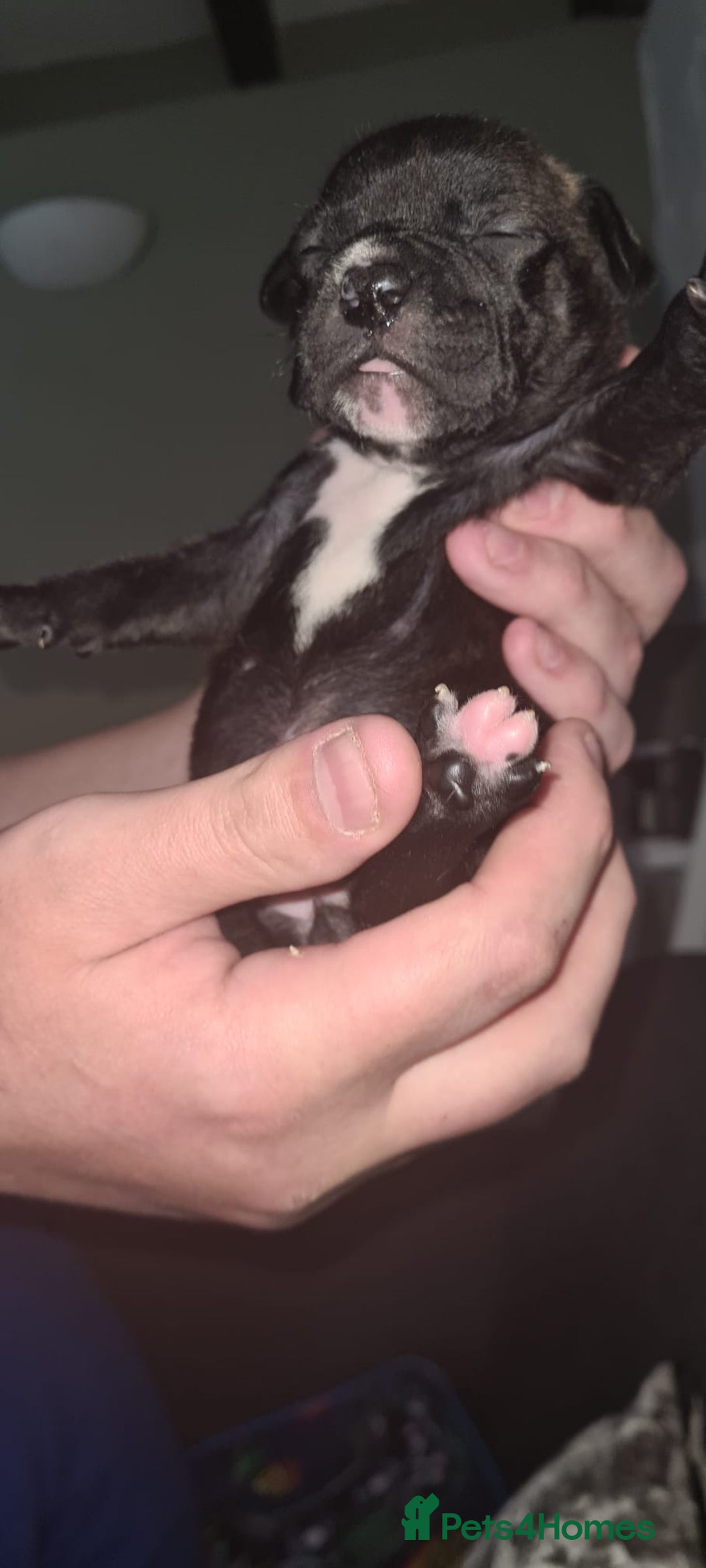 Staffordshire Bull Terrier dogs for sale: Beautiful Staffy puppies. - Image 14