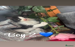 Ragdoll cats for sale: Beautiful ragdoll looking for ther forever home  - Image 6