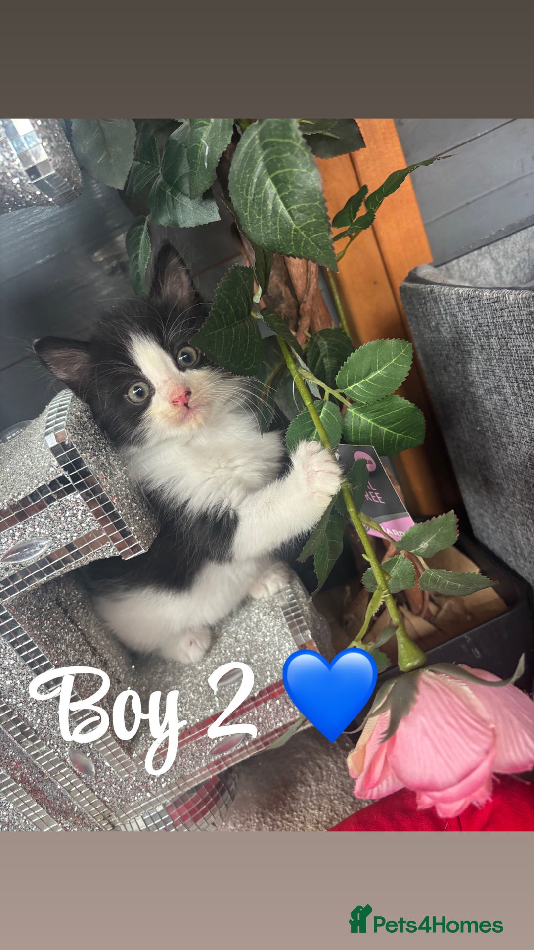 Ragdoll cats for sale: Beautiful ragdoll looking for ther forever home  - Image 6
